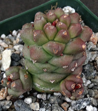 Load image into Gallery viewer, Monadenium ritchei (Euphorbia)