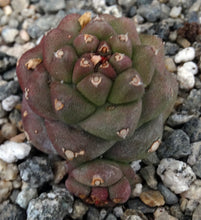 Load image into Gallery viewer, Monadenium ritchei (Euphorbia)