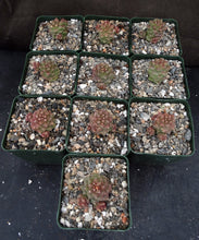 Load image into Gallery viewer, Monadenium ritchei (Euphorbia)