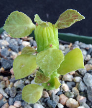 Load image into Gallery viewer, Monadenium ellenbeckii (Euphorbia)