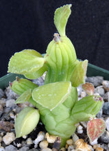 Load image into Gallery viewer, Monadenium ellenbeckii (Euphorbia)