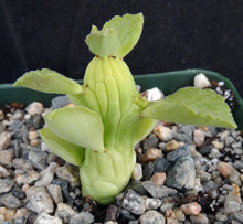 Load image into Gallery viewer, Monadenium ellenbeckii (Euphorbia)