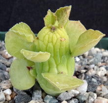 Load image into Gallery viewer, Monadenium ellenbeckii (Euphorbia)