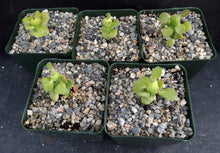 Load image into Gallery viewer, Monadenium ellenbeckii (Euphorbia)