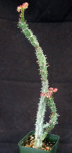 Load image into Gallery viewer, Monadenium magnificum *Big Plants*
