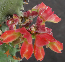 Load image into Gallery viewer, Monadenium magnificum *Big Plants*