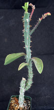 Load image into Gallery viewer, Monadenium magnificum *Big Plants*