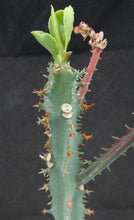 Load image into Gallery viewer, Monadenium magnificum *Big Plants*