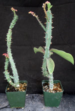 Load image into Gallery viewer, Monadenium magnificum *Big Plants*