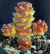 Load image into Gallery viewer, Monadenium ritchei 'variegata' Variegated