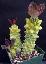 Load image into Gallery viewer, Monadenium ritchei 'variegata' Variegated