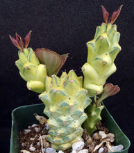 Load image into Gallery viewer, Monadenium ritchei 'variegata' Variegated