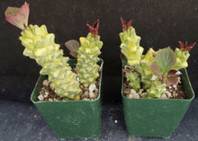 Load image into Gallery viewer, Monadenium ritchei 'variegata' Variegated