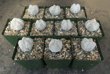 Load image into Gallery viewer, Astrophytum myriostigma 'Onzuka'