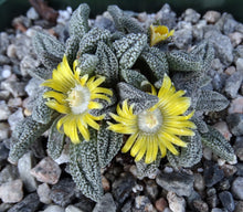 Load image into Gallery viewer, Nananthus margaritifera