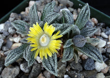 Load image into Gallery viewer, Nananthus margaritifera