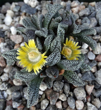 Load image into Gallery viewer, Nananthus margaritifera