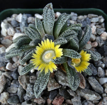 Load image into Gallery viewer, Nananthus margaritifera