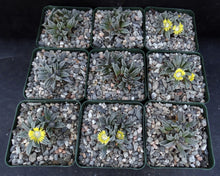 Load image into Gallery viewer, Nananthus margaritifera