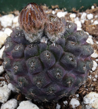 Load image into Gallery viewer, Eriosyce vexata