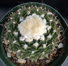 Load image into Gallery viewer, Obregonia denegrei Artichoke Cactus *Big Plant* 4.5" diameter