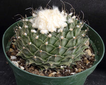 Load image into Gallery viewer, Obregonia denegrei Artichoke Cactus *Big Plant* 4.5" diameter