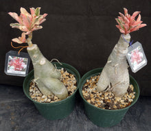 Load image into Gallery viewer, Adenium 'One in a Million' Variegated! Grafted Hybrid (A)