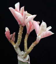 Load image into Gallery viewer, Adenium 'One in a Million' Variegated! Grafted Hybrid (A)