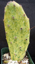 Load image into Gallery viewer, Opuntia 'Sunburst' Variegated