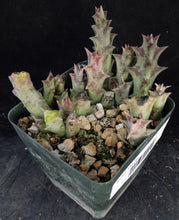 Load image into Gallery viewer, Orbea lutea ssp. lutea