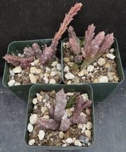 Load image into Gallery viewer, Orbea variegata