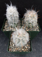 Load image into Gallery viewer, Oreocereus trollii