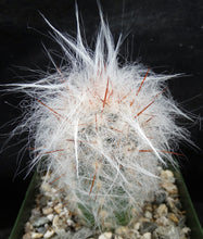 Load image into Gallery viewer, Oreocereus trollii