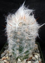 Load image into Gallery viewer, Oreocereus trollii