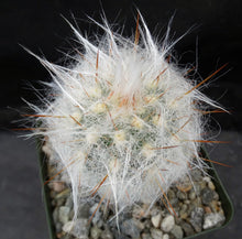Load image into Gallery viewer, Oreocereus trollii