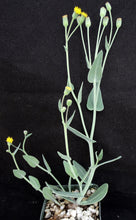 Load image into Gallery viewer, Othonna gymnodiscus *Winter growing geophyte*