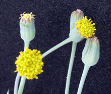 Load image into Gallery viewer, Othonna gymnodiscus *Winter growing geophyte*