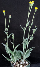 Load image into Gallery viewer, Othonna gymnodiscus *Winter growing geophyte*