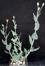 Load image into Gallery viewer, Othonna gymnodiscus *Winter growing geophyte*
