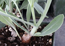 Load image into Gallery viewer, Othonna gymnodiscus *Winter growing geophyte*