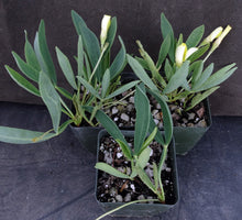 Load image into Gallery viewer, Oxalis fabaefolia