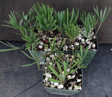 Load image into Gallery viewer, Oxalis flava var. flava