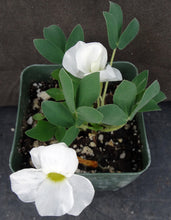 Load image into Gallery viewer, Oxalis adenodes