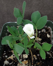 Load image into Gallery viewer, Oxalis adenodes