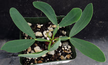 Load image into Gallery viewer, Oxalis fabaefolia