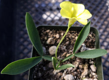 Load image into Gallery viewer, Oxalis fabaefolia