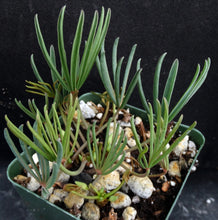 Load image into Gallery viewer, Oxalis flava var. flava