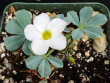 Load image into Gallery viewer, Oxalis flava var. lupinifolia *Blue-green Leaves*