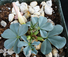 Load image into Gallery viewer, Oxalis flava var. lupinifolia *Blue-green Leaves*