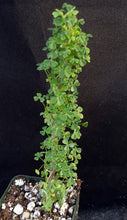 Load image into Gallery viewer, Oxalis gigantea